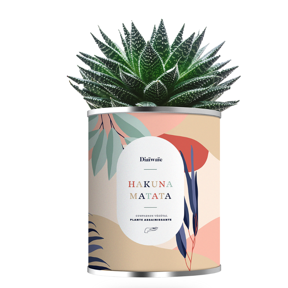 Diaiwaie plante